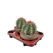 Мелокактус d20 см h30 см Мелокактус d20 см h30 см