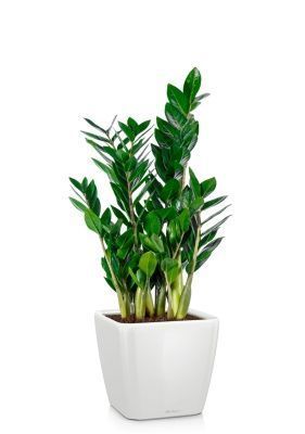 Замиокулькас 17/65 см в QUADRO LS 21, белый блестящий