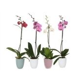 Фаленопсис Hugo Hotel Mix Mix 1t 9+ (van Geel) d12 см h55 см