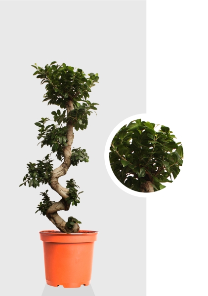 Фикус Микрокарпа Гинсенг 40/130 см Фикус Микрокарпа Гинсенг 40/130 см