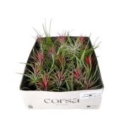 Тилландсия Cs Mix X35 d5 см h5 см