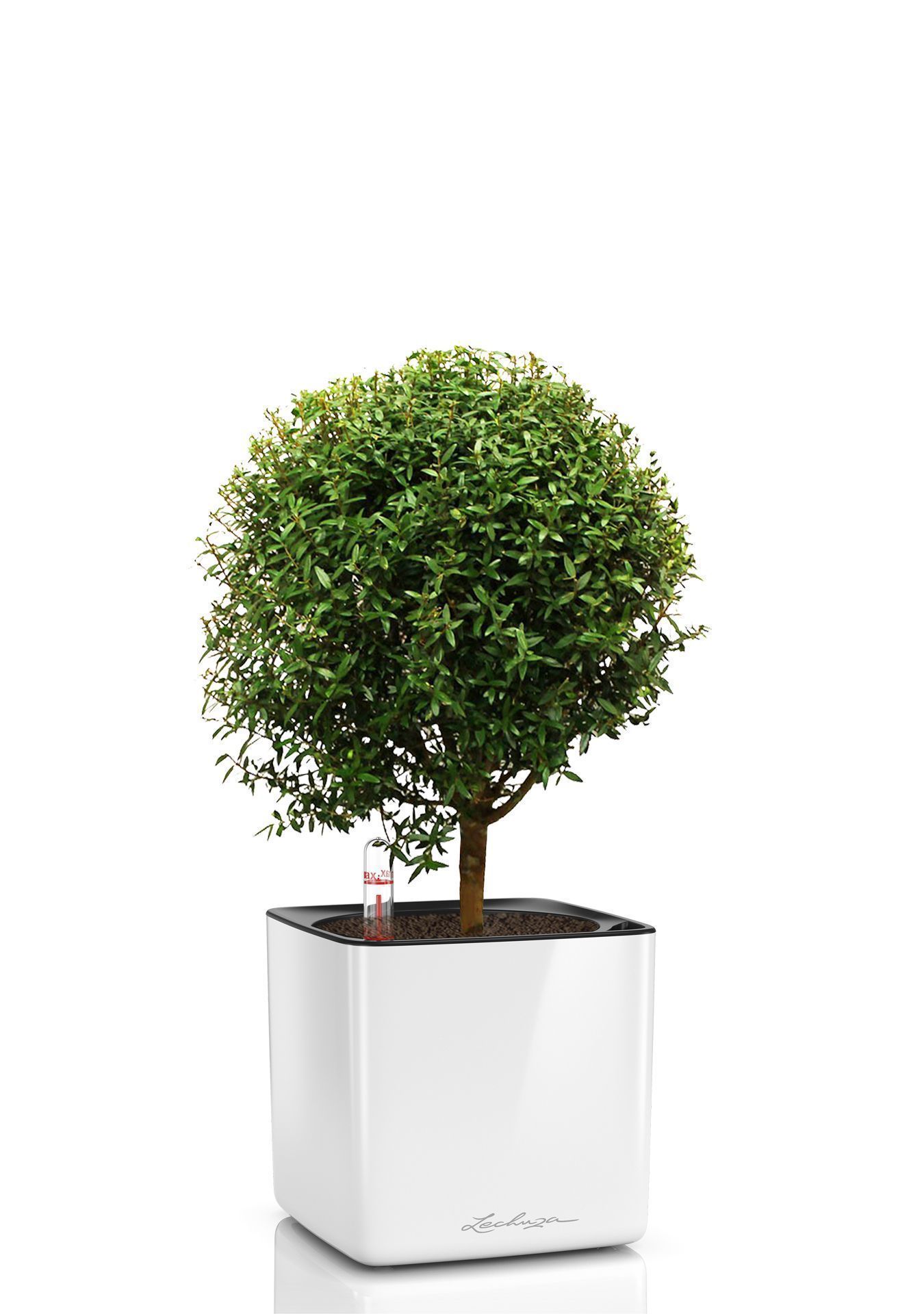 Мирт в CUBE GLOSSY 14