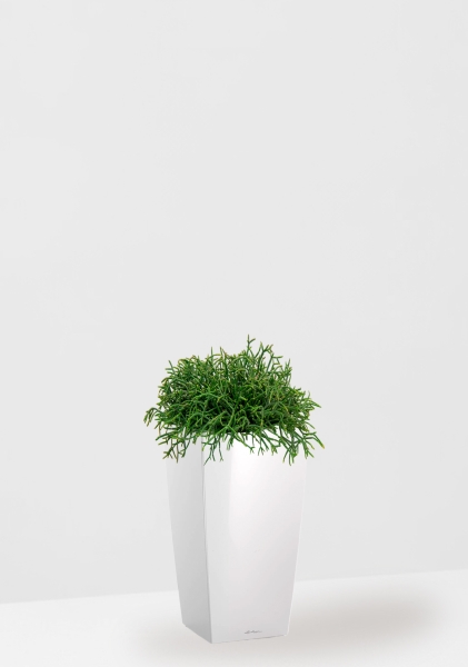 Рипсалис подвесной 17/30 см в CUBICO 22 Рипсалис подвесной 17/30 см в CUBICO 22