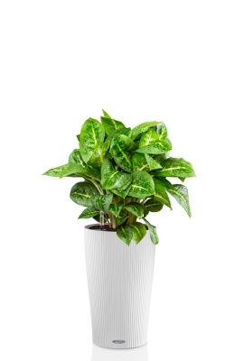 Аглаонема Лемон Минт 19/50 см в CILINDRO 32, белый