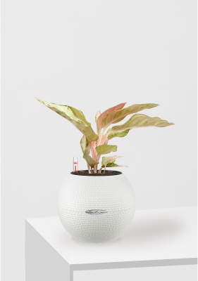 Аглаонема Шартрез Прити "Chartreuse Pretty" 12/30 см в PURO 20