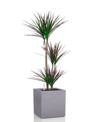Драцена Маргината Маджента 3 ствола 21/110 см в CANTO STONE LOW 30, серый камень Драцена Маргината Маджента 3 ствола 21/110 см в CANTO STONE LOW 30, серый камень