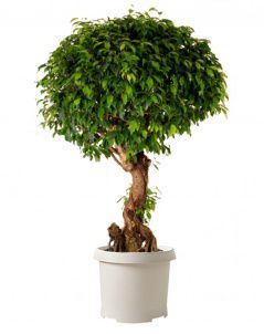 Фикус Колумнар 55/200 см