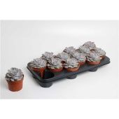 Эхеверия Лалацина d10.5 см h15 см