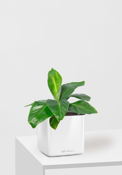 Банан 12/30 в CUBE GLOSSY 14