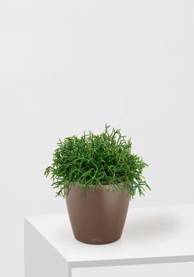 Рипсалис подвесной 17/30 см в CLASSICO COLOR 21, мускатный Рипсалис подвесной 17/30 см в CLASSICO COLOR 21, мускатный