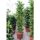 Драцена Голден Кост бранч разветвленная d45 см h220 см