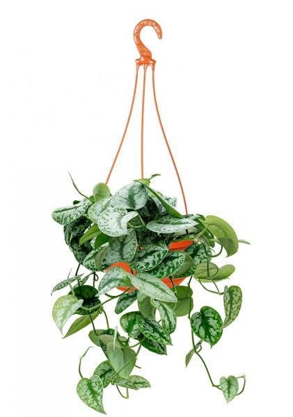 Сциндапсус Требе подвесной 15/40 см