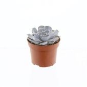 Эхеверия Runyonii d12 см h15 см