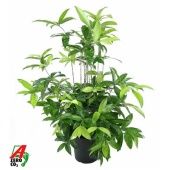 Драцена Суркулоза куст d24 см h100 см Драцена Суркулоза куст d24 см h100 см