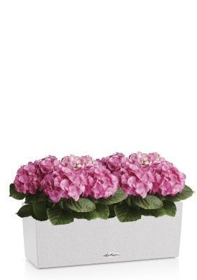 Гортензия Розовая в BALCONERA Stone 50, песочный белый Гортензия Розовая в BALCONERA Stone 50, песочный белый