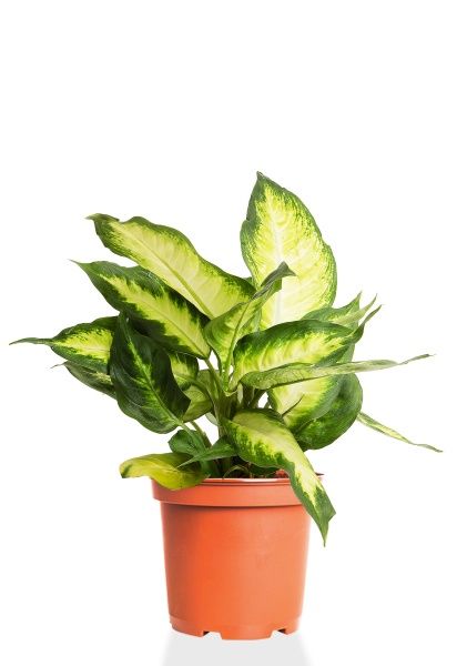 Диффенбахия Камилла 12/40 см