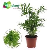 Хамедорея Элеганс d12 см h40 см тип 1 Хамедорея Элеганс d12 см h40 см тип 1