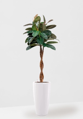 Фикус Эластика Бургунди переплетенный 27/160 см в RONDO 40, белый блестящий