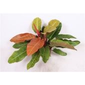 Филодендрон Prince Of Orange d27 см h75 см