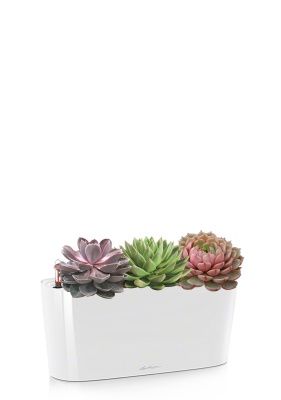 Эхеверия Цветной микс в DELTA 20, белый блестящий Эхеверия Цветной микс в DELTA 20, белый блестящий