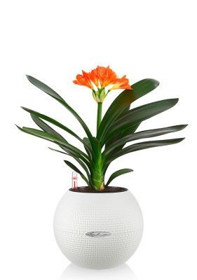 Кливия Оранж 13/50 см в PURO 20, белый Кливия Оранж 13/50 см в PURO 20, белый