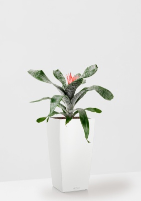 Эхмея 17/50 см в CUBICO COLOR 22, белый Эхмея 17/50 см в CUBICO COLOR 22, белый