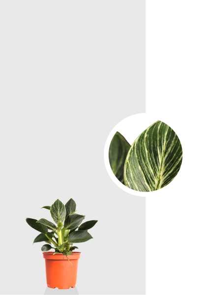 Филодендрон Биркин 9/15 см