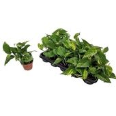 Эпипремнум Пиннатум Ауреум d11 см h15 см Эпипремнум Пиннатум Ауреум d11 см h15 см