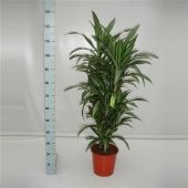 Драцена Улисес бранч разветвленная d24 см h115 см