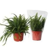 Нефролепис Грин Леди d24 см h60 см тип 2 Нефролепис Грин Леди d24 см h60 см тип 2