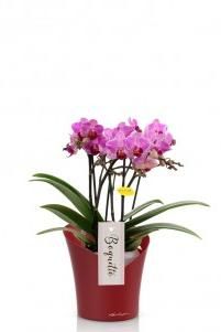 Орхидея Батерфлай ORCHIDEA 18/40 см, Ярко-красный матовый Орхидея Батерфлай ORCHIDEA 18/40 см, Ярко-красный матовый