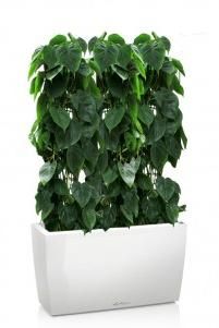 Филодендрон Сканденс в CARARO 75/140 см, Белый блестящий