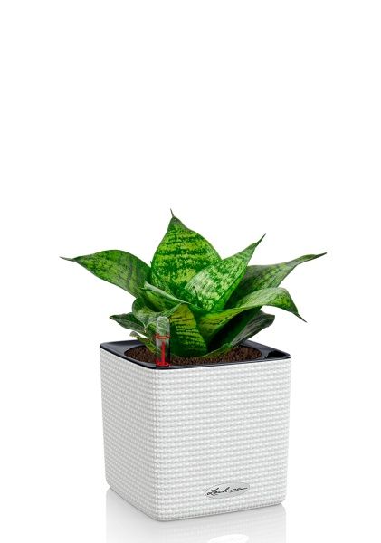 Сансевиерия Ханни 12/25 в CUBE COLOR 14