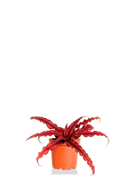 Криптантус Ред Стар d9 см h15 см