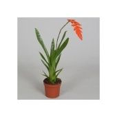 Тилландсия Dyeriana d9 см h40 см