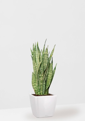 Сансевиерия Зейланика 21/70 см в QUADRO LS 28, белый блестящий