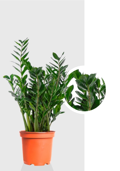 Замиокулькас 21/90 см