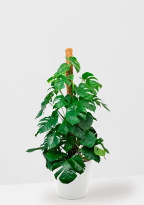 Монстера на опоре 27/150 см в CLASSICO LS 35, белый блестящий