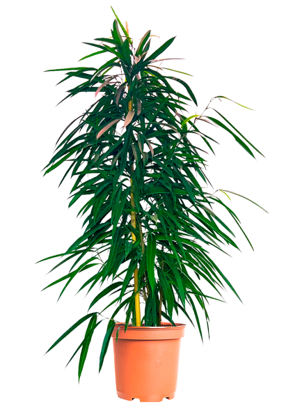 Фикус Биннендийка Амстел Кинг 27/190 см