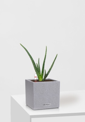 Алоэ Вера в CANTO STONE 14, серый камень Алоэ Вера в CANTO STONE 14, серый камень