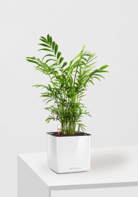 Хамедорея Элеганс 12/45 см в CUBE GLOSSY 14