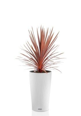 Кордилина Ред Стар 24/100 см в CILINDRO 32, белый Кордилина Ред Стар 24/100 см в CILINDRO 32, белый