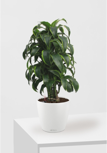 Драцена Дорадо бранч 24/90 см в CLASSICO COLOR 28