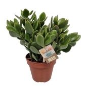 Крассула денежное дерево Durk d14 см h30 см