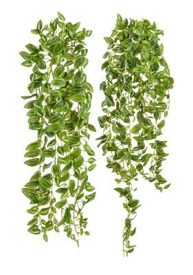 Традесканция бело-зелёная (MDP)