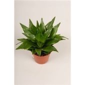 Драцена d5.5 см h15 см