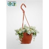 Котиледон суккулент Pendens d12 см h25 см Котиледон суккулент Pendens d12 см h25 см