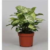 Сингониум Эрроу d12 см h25 см тип 1