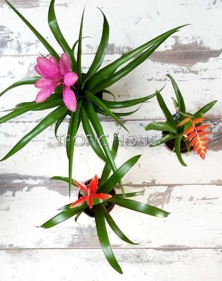 Тилландсия Анита 9/30 см