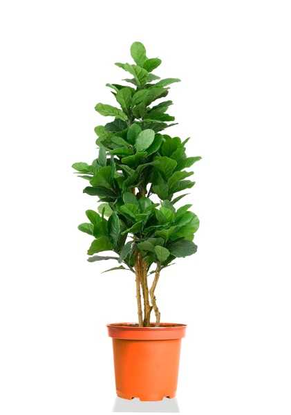 Фикус Лирата бранч разветвленный d27 см h120 см Фикус Лирата бранч разветвленный d27 см h120 см